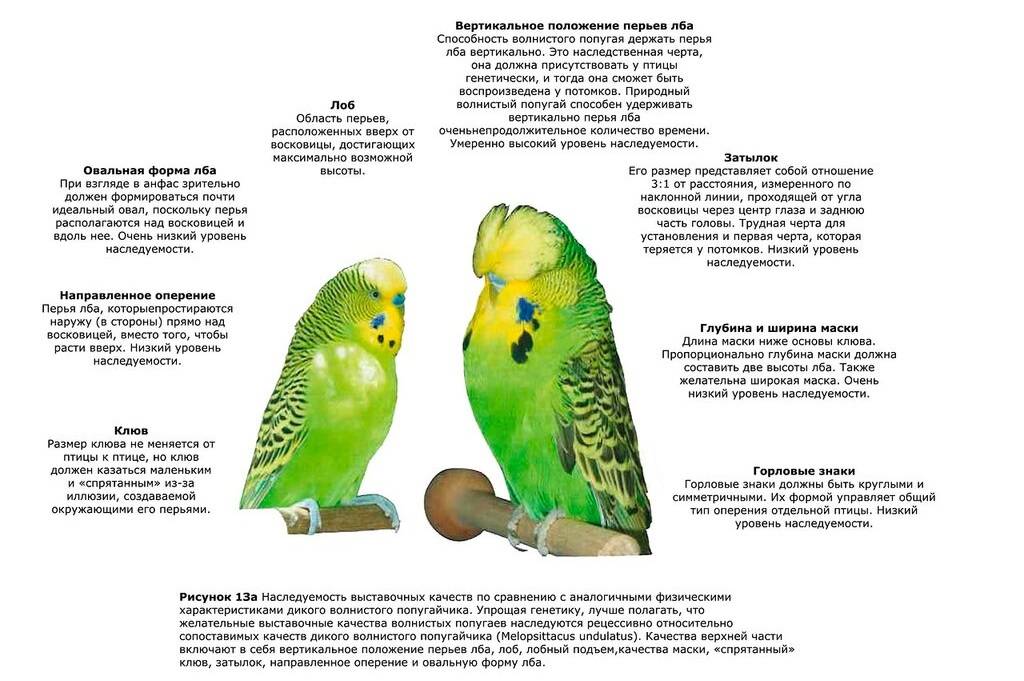 Поилка для попугая: как установить и правильно крепить