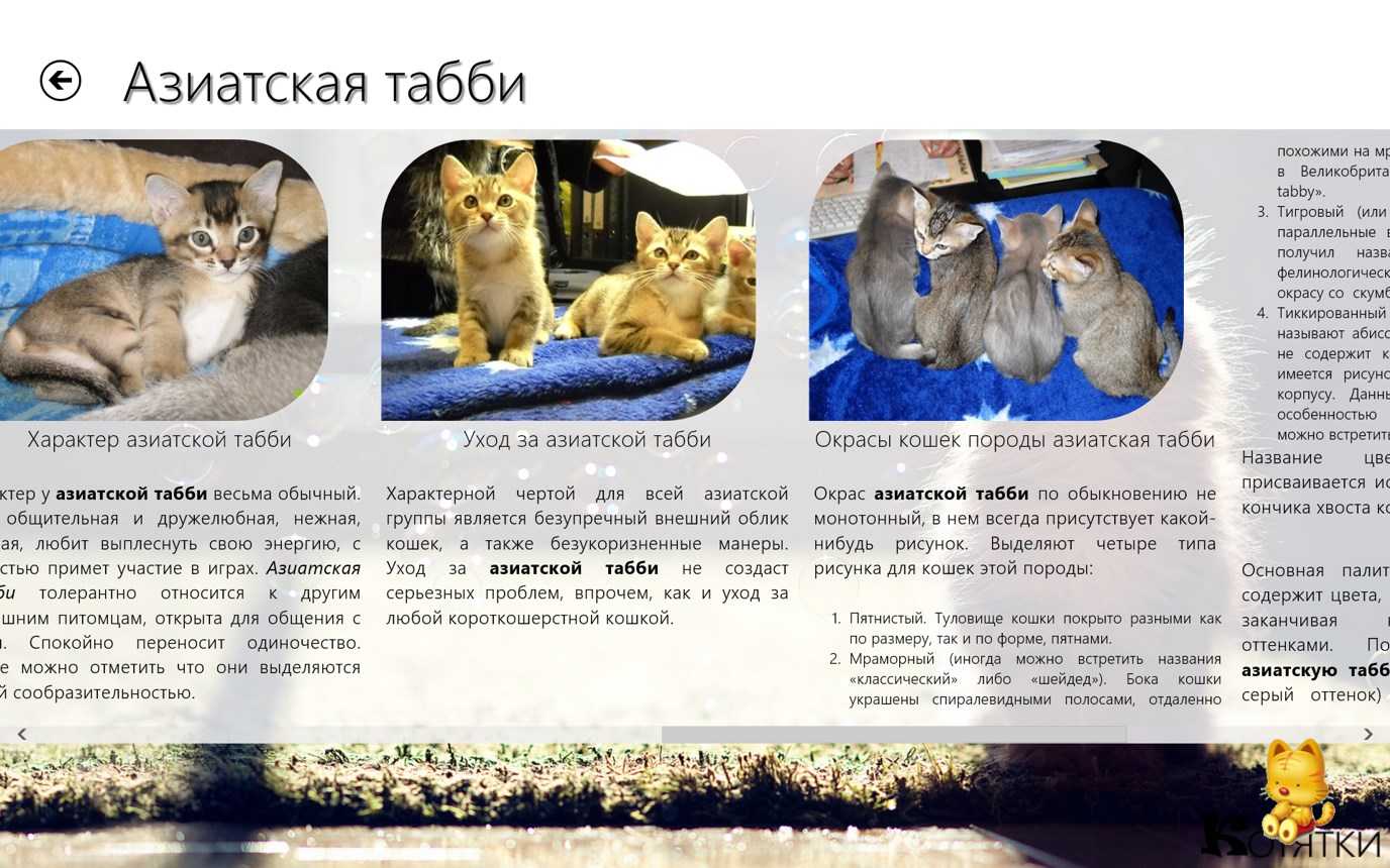 Характер и описание кошек тонкинской породы (тонкинез), особенности содержания