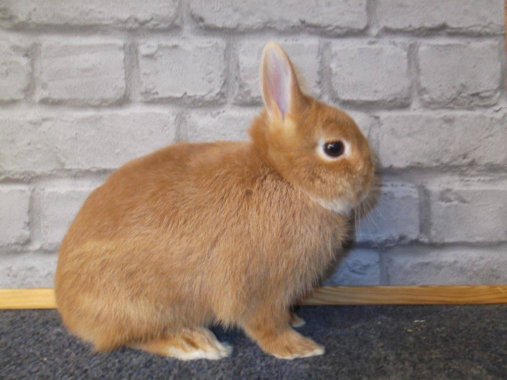 Голландский вислоухий карликовый декоративный кролик баран, описание и фото