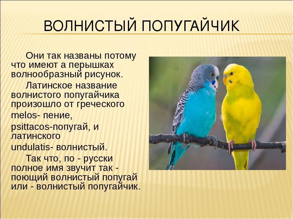 Попугай фото описание. Интересные факты о волнистых попугаях. Описание попугая. Интересные попугаи. Факты о волнистых попугаях кратко.