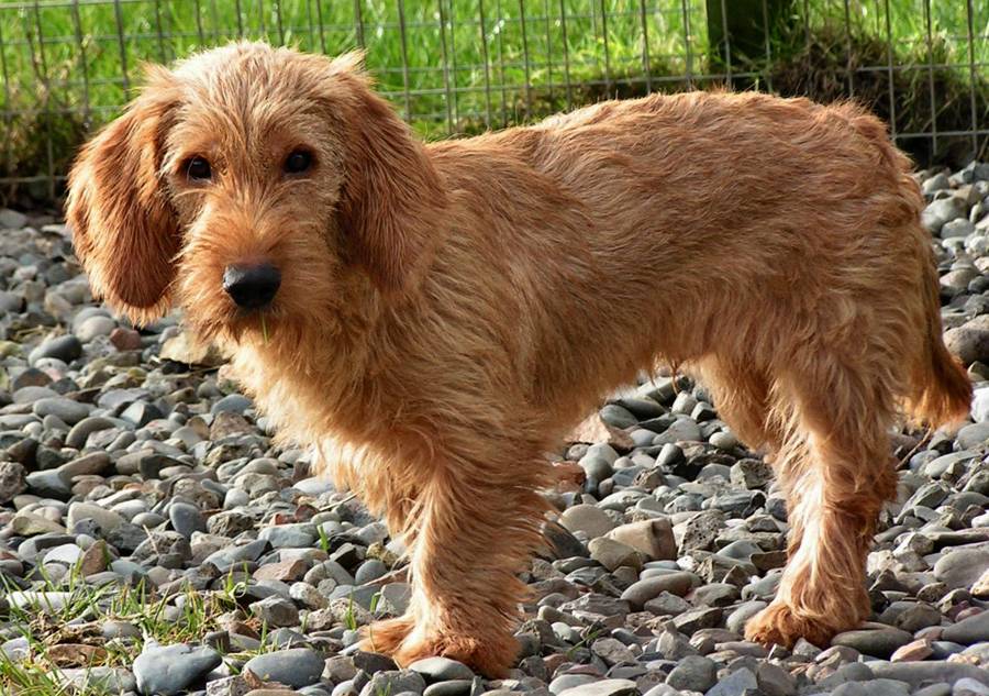 Рыжий бретонский бассет: описание породы собак с фото и видео
