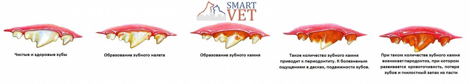 Зубной камень у кошек: профилактика и удаление - как снять зубной камень у кота - kupipet.ru