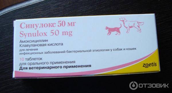 Правильная дозировка амоксициллина для кошки в форме уколов и таблеток