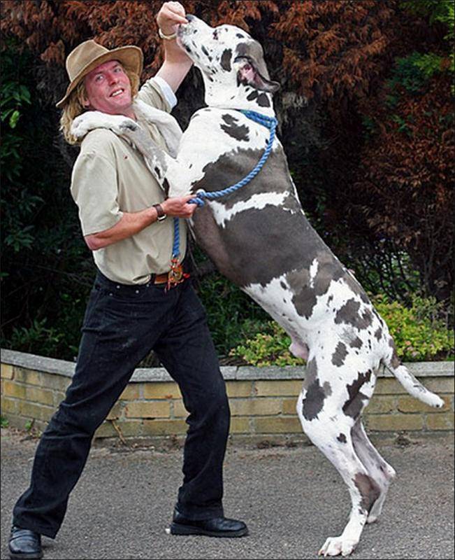 Самая большая собака в мире — топ 10 с фото и их особенностями