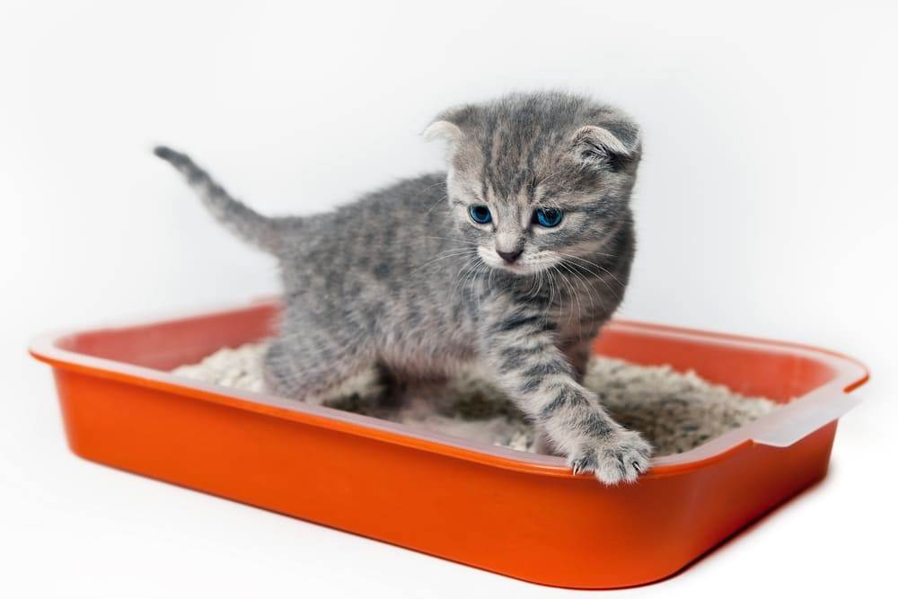 Как приучить кота и кошку к лотку