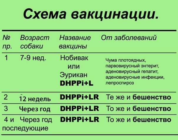 Карантин после прививки от бешенства у собак | звери дома