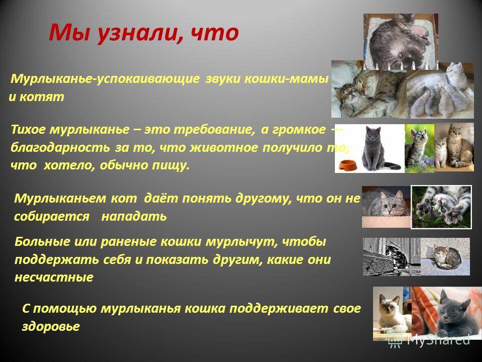 Как понять кошачий язык?