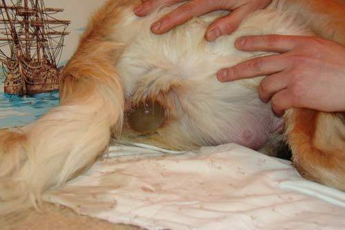 7 причин белых и коричневых выделений из петли собаки после течки