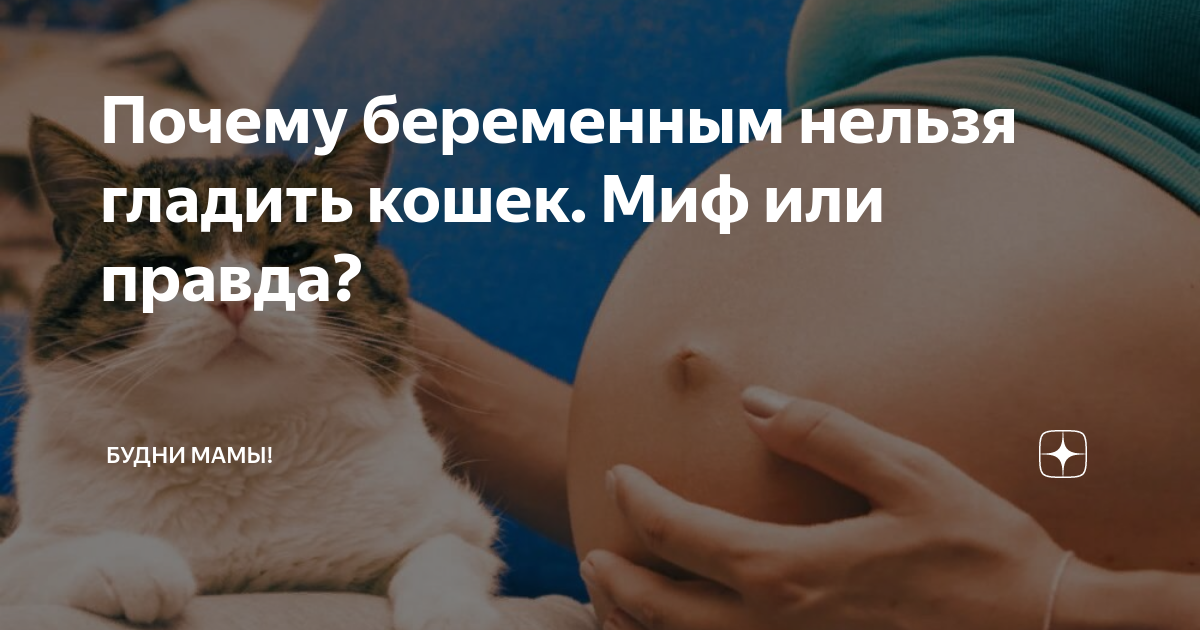 Почему беременным нельзя гладить кошек