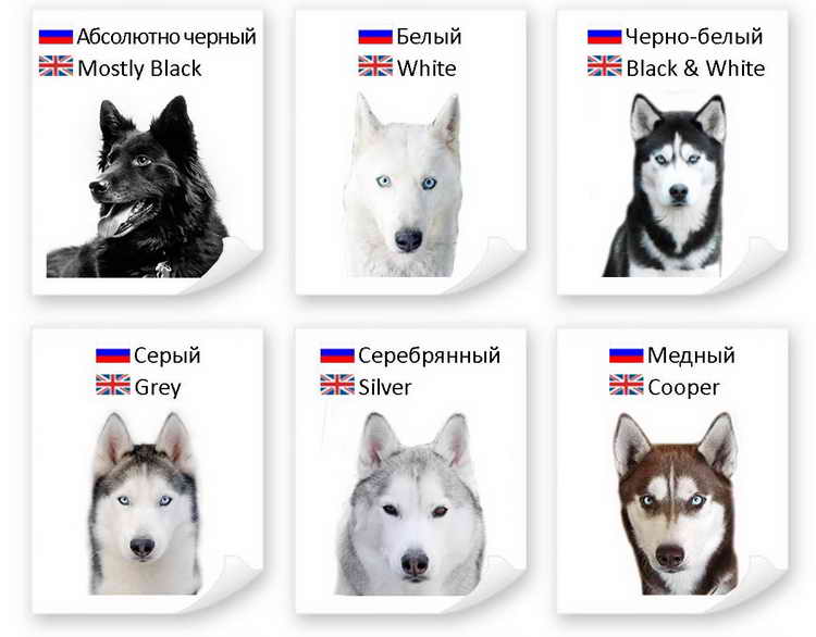 Сколько живут крысы породы хаски