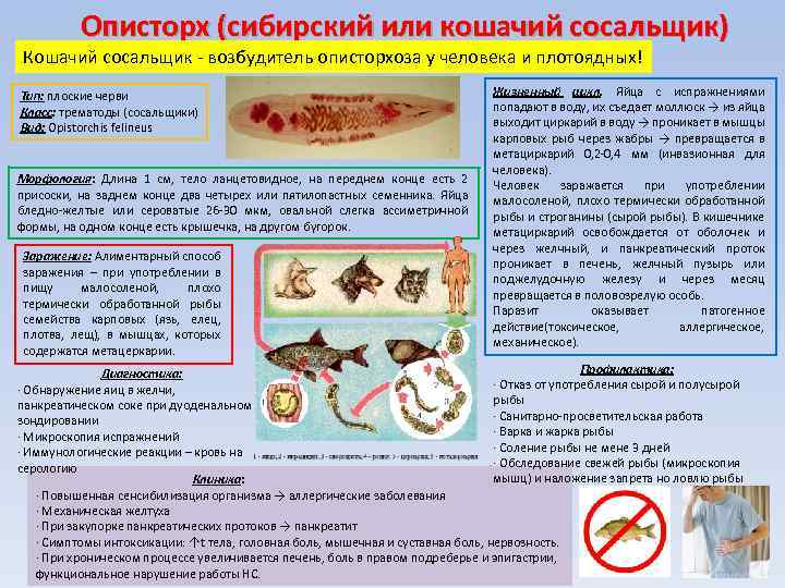 Описторхоз у кошек: течение болезни, симптомы, лечение