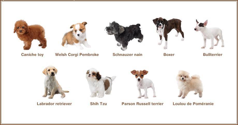 Маленькие породы собак - подробное описание, плюсы и минусы мелких пород