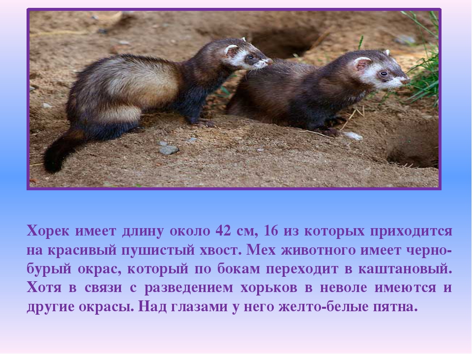 Степной хорек: фото и описание, поведение, размножение. почему степной хорек занесен в красную книгу?