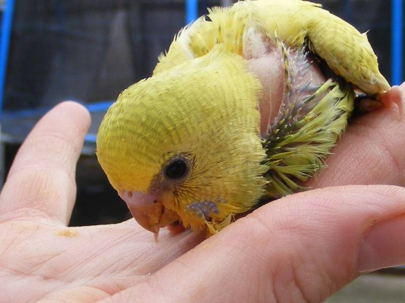 Птенцы волнистых попугаев: фото новорожденного, как растут по дням, а также, чем кормить малышей
