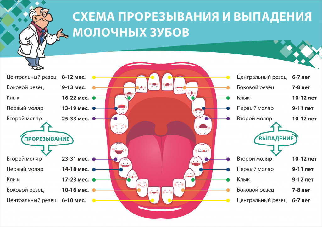 В каком возрасте происходит смена зубов у щенков с молочных на постоянные