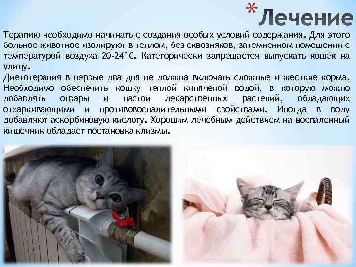Панлейкопения у кошек, симптомы, пути передачи и лечение | дети фауны