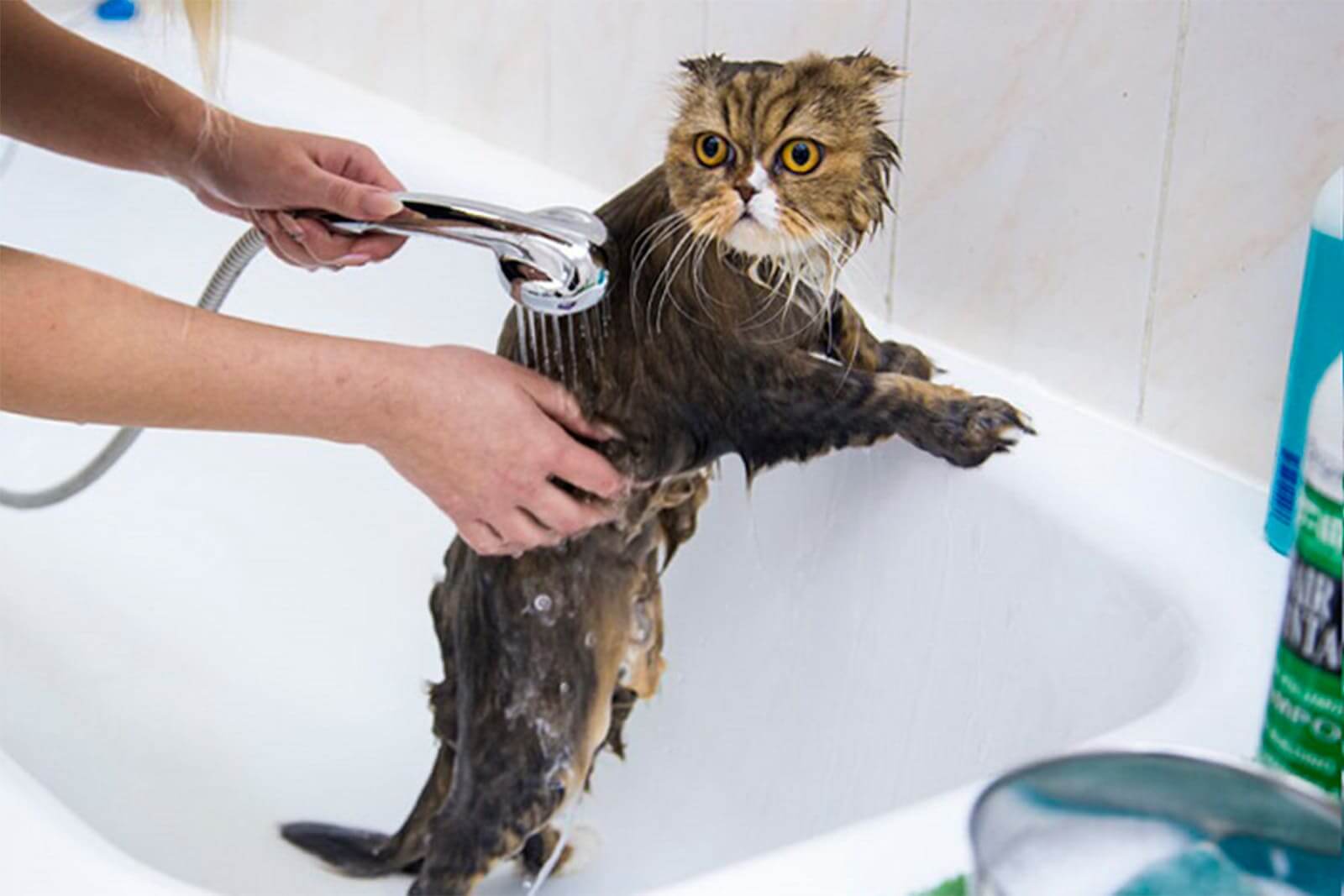 Как помыть кота