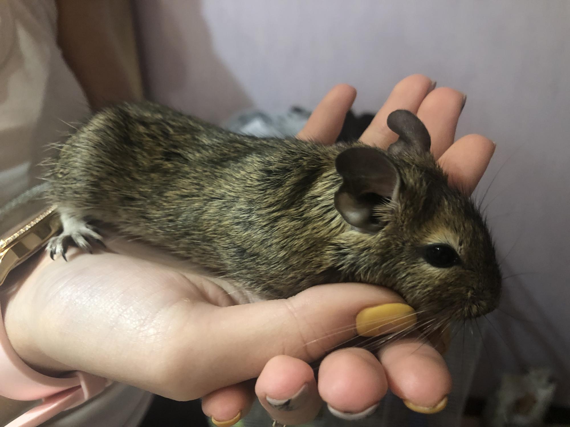 Чилийская белка дегу. уход и содержание в домашних условиях