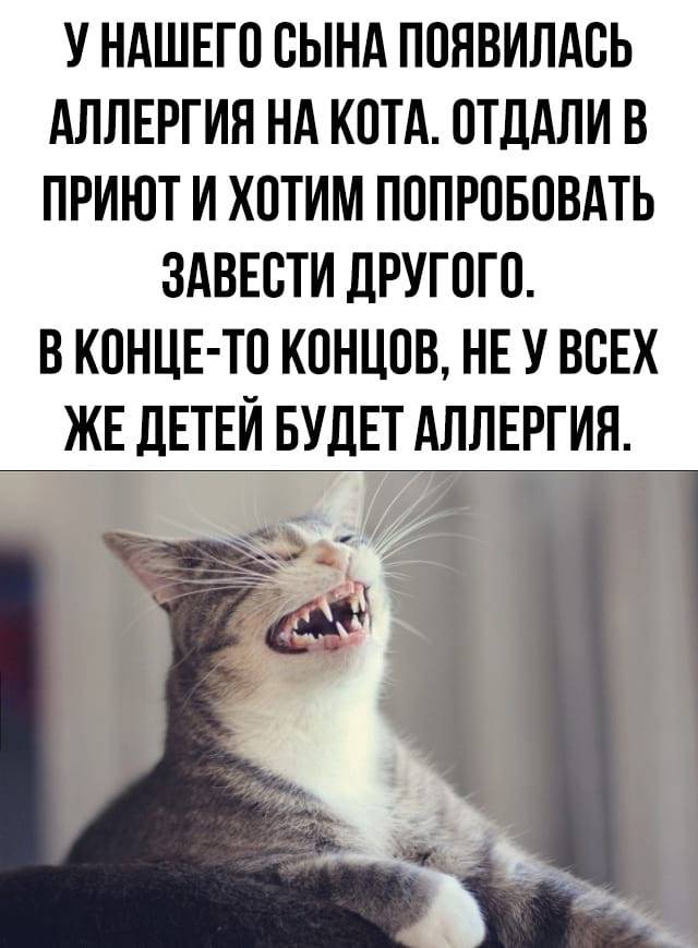 Аллергия на кошку: можно ли справиться или придется выкинуть