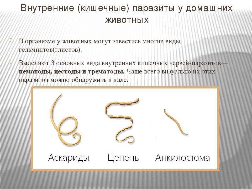 Как самостоятельно определить наличие глистов у собак: обзор внешних признаков