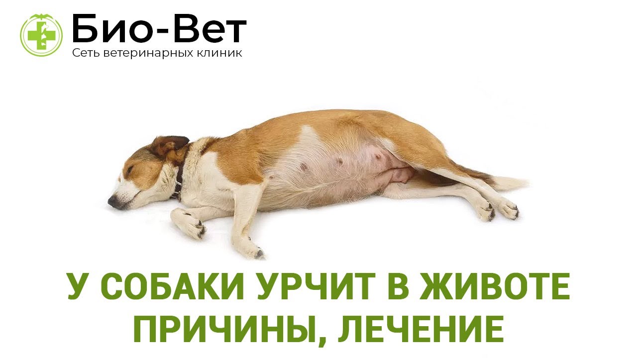 Почему у собаки урчит в животе, или распространенные причины: переедание, неправильное питание, инфекции, гельминты и другие факторы