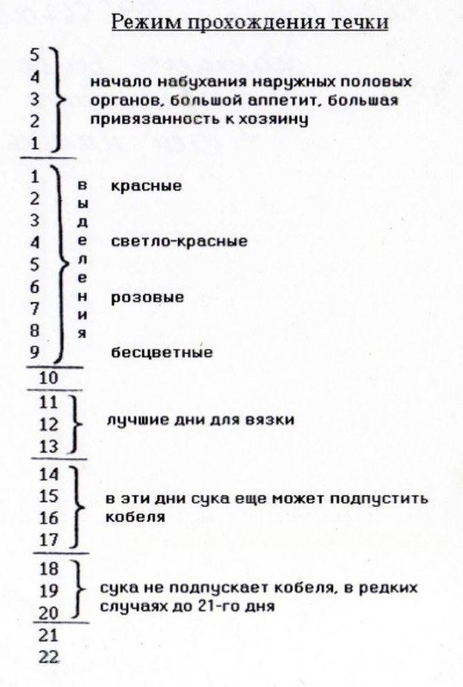 Течка у собак: продолжительность, когда начинается, стадии