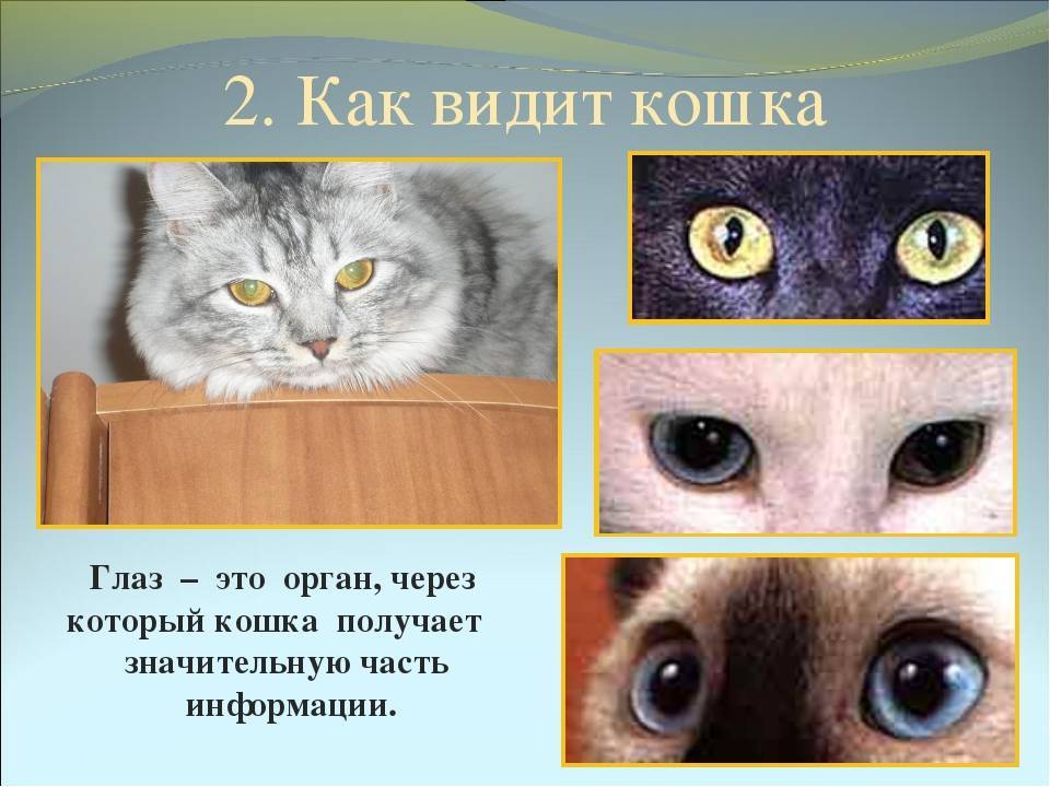 Как видят кошки днем и ночью - мир кошек