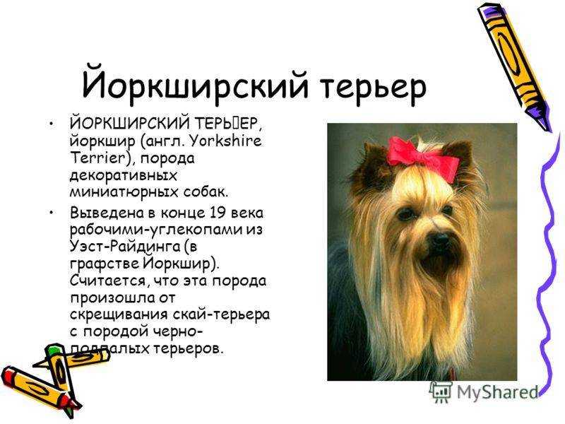 Йоркширский терьер