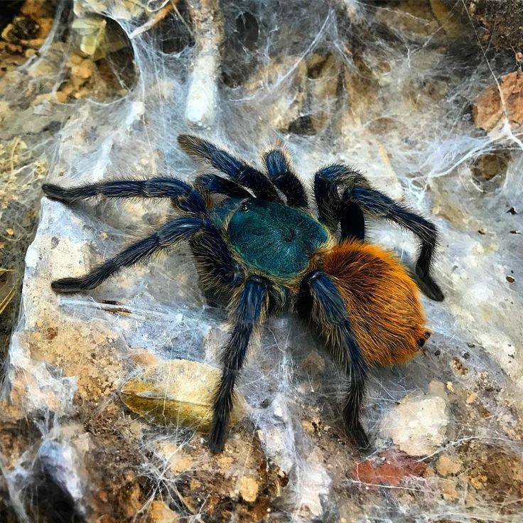 Сине-зеленый птицеед (chromatopelma cyaneopubescens) содержание, фото, этимология распространение окрас размеры среда обитания питание образ жизни размножение яд террариум влажность температура субстр