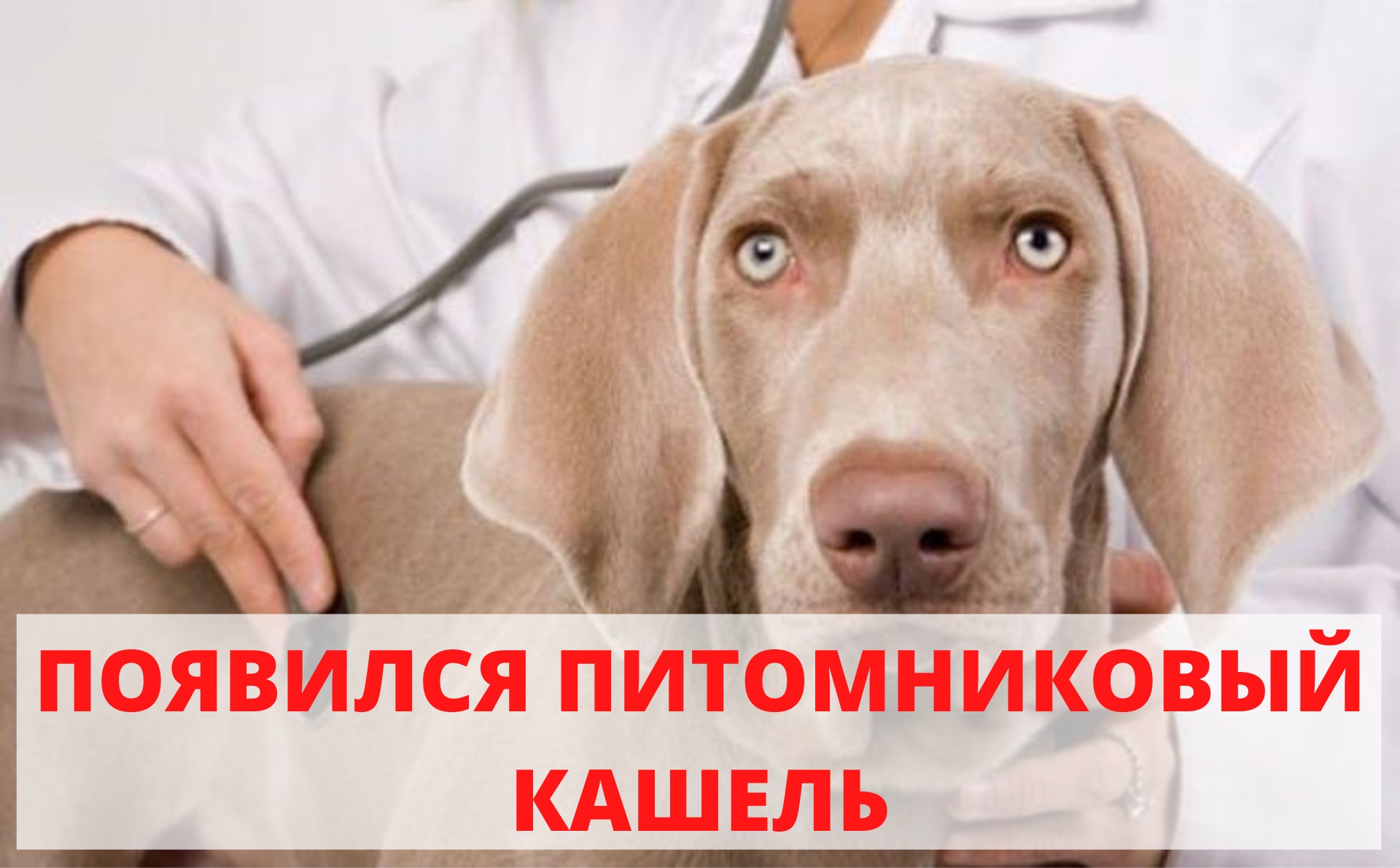 Бордетеллиоз или вольерный кашель у собак — симптомы и лечение
