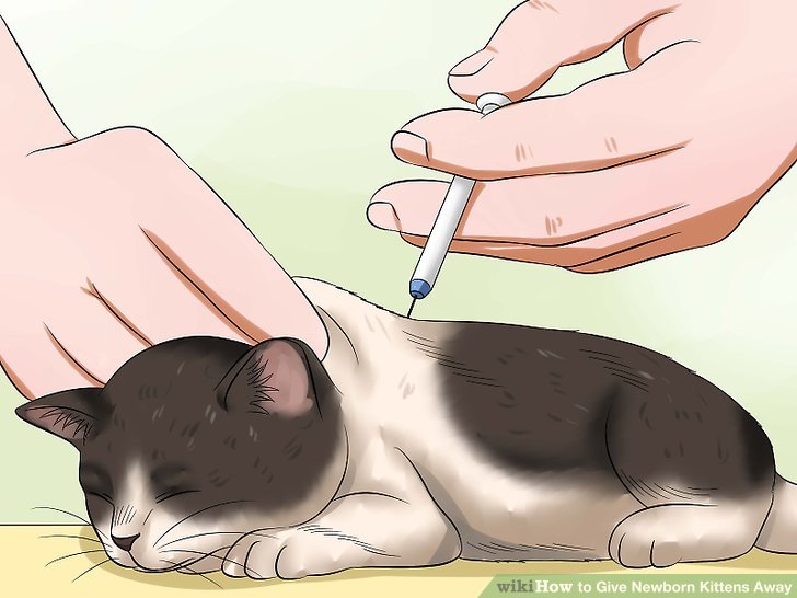 Как сделать укол коту и кошке