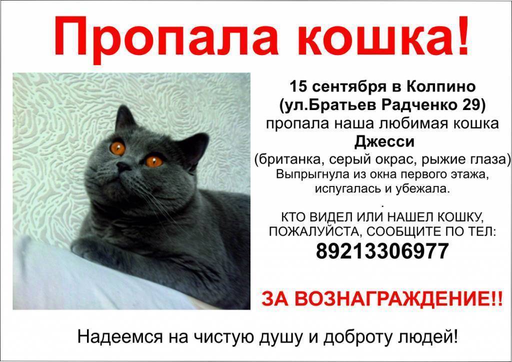 Кошка убежала из дома, как найти, что делать