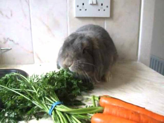 ✅ можно ли давать кроликам ботву моркови - усадьбанатали.рф
