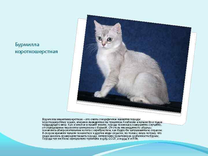 Бурмилла: фото, описание породы, характер, здоровье, уход и содержание