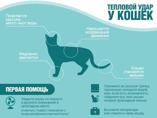 Как собаки переносят жару. как помочь собаке в жару, чем кормить.