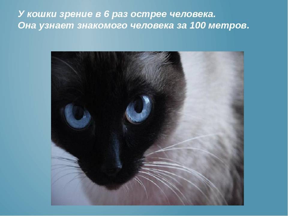 Как кошки видят наш мир, в каких цветах, почему кошки видят в темноте