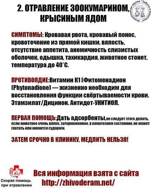 Отравление крысиным ядом у собак: определяем симптомы, первая помощь, антидот, лечение