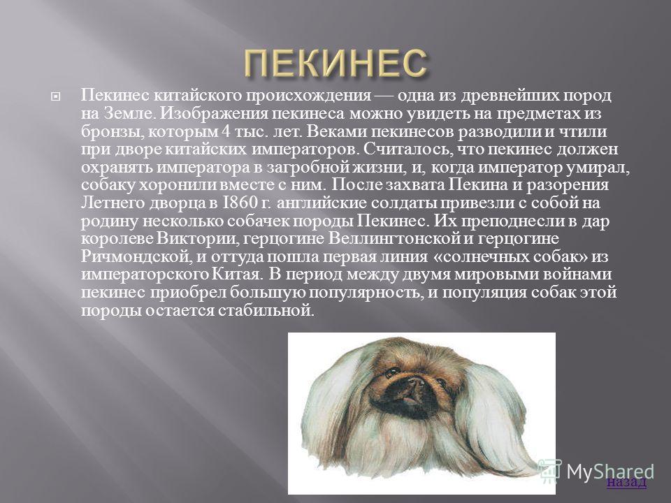 Чунцин: описание китайской породы собак с фото