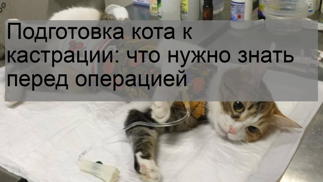Почему орет кастрированный кот по ночам. почему кот или кошка орет: причины