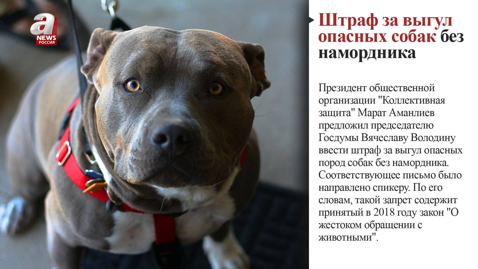 Список потенциально опасных пород собак