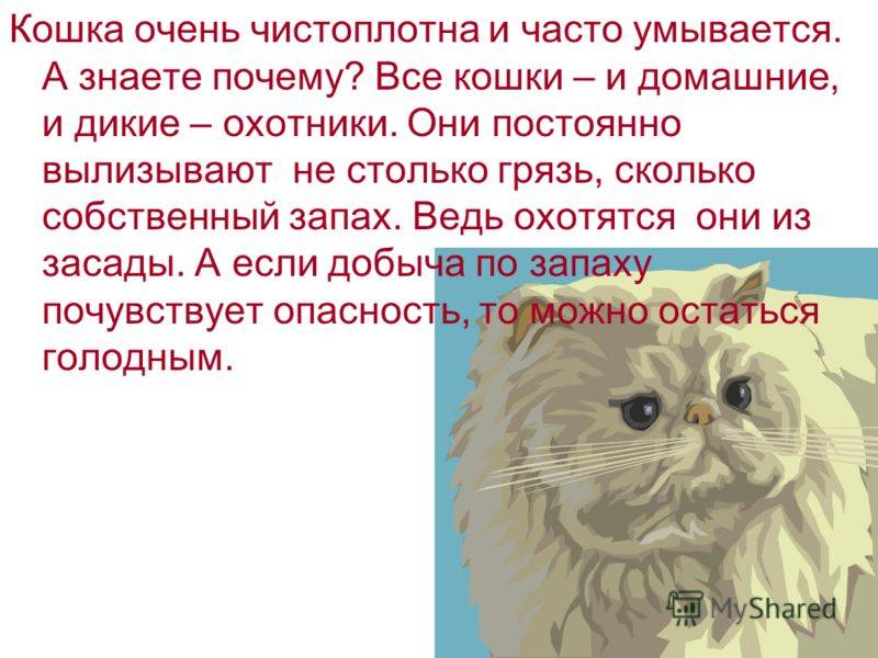 Когда кошка умывается и когда отказывается мыться: причина