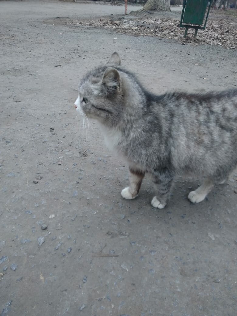 Стоит ли брать котенка с улицы — плюсы и минусы