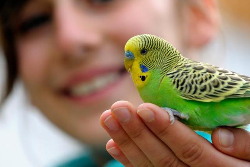 Кличка для попугая мальчика зеленого цвета – имена для волнистых попугайчиков