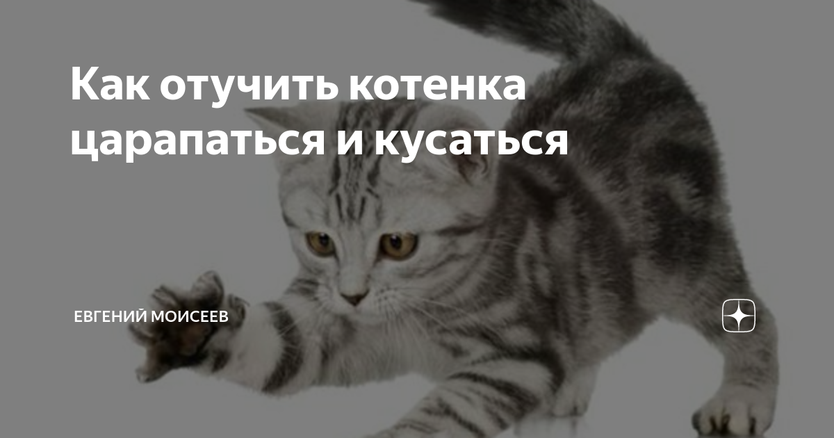 Как отучить котенка кусаться и царапаться