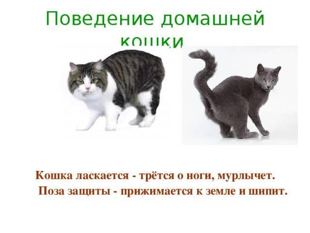 Агрессия у кошек: разбираемся в причинах и способах устранения | ваши питомцы