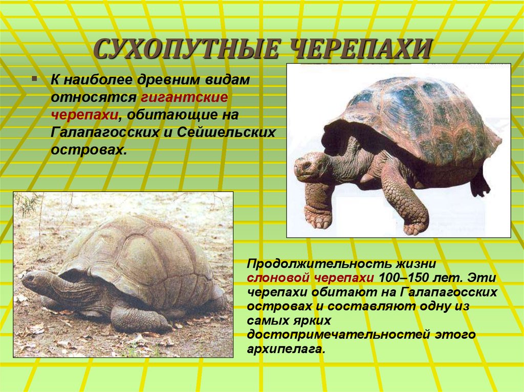 Черепахи - рептилии (пресмыкающиеся) | некоммерческий учебно-познавательный интернет-портал зоогалактика