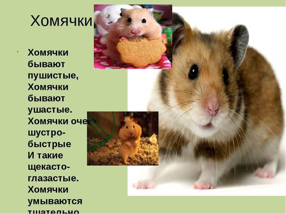 ᐉ как назвать хомяка девочку: список имен для джунгарика, сирийского и других пород - zoovet24.ru