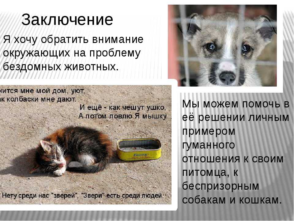 Как пристроить кота в приют навсегда или отдать на передержку на время