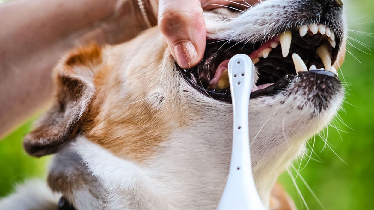 Почему у собаки пахнет изо рта: тухлятиной, рыбой, мочой, гнилью? что делать, если воняет из пасти, а также каковы причины плохого запаха?