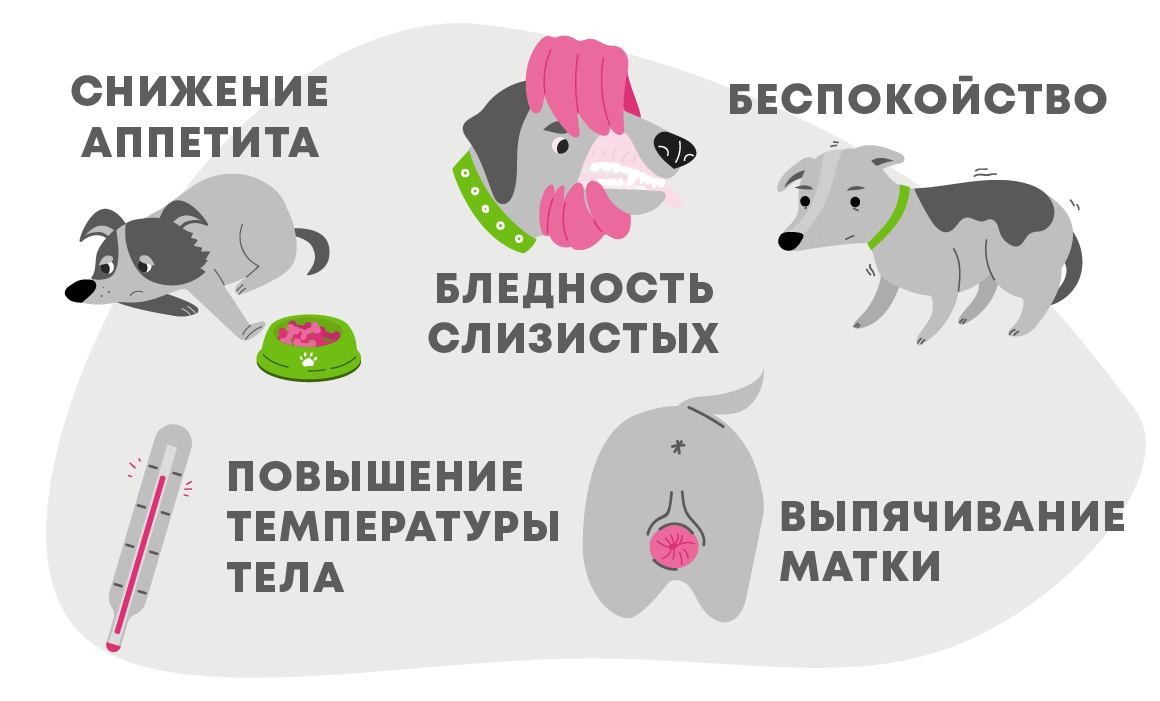 Выпадение матки у собаки: причины у нерожавших сук, во время течки, лечение - блог о животных - zoo-pet.ru